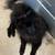 Pomeranian 2 thumbnail