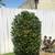 Lawn mowing / Tree Trimming service by $40 !! 10 thumbnail