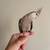 Hand tamed cockatiel (white face) 3 thumbnail