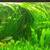 AQUARIUM FISH TANK Plants: Low maintenance!pictures! 4 thumbnail
