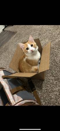 9 month old fluffy cat 1