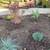 Planting Trees and shrubs $35/hour 2 thumbnail