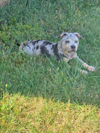 American bully tricolored, and Merle (Bloomington)64147996479489124