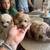 Toy poodle 15 thumbnail