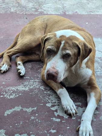 Perro que necesita un nuevo hogar (Pico Rivera)63877736026243122