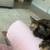 Cat 3 thumbnail