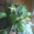 Peace Lily house plant 2 thumbnail