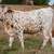 Longhorn bull/steer calves 3 thumbnail