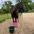Black Gaited Gelding 8 YEAR OLD ❤️ Solid Trail Horse. 9 thumbnail