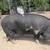 KuneKune pigs for sale 6 thumbnail