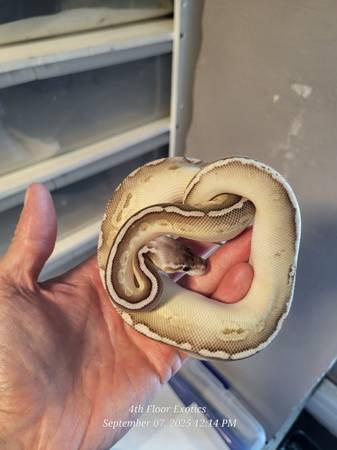 Ball python and more (Perkasie)63797740583683122