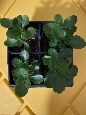 Kalanchoe starter plants 1