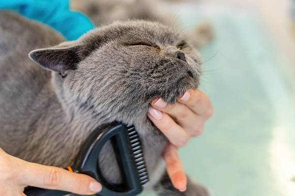 Cat Grooming in Mumbai 1