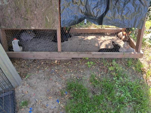 Rabbits 1