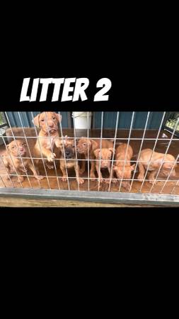 APBT PUPPIES63908216155650121
