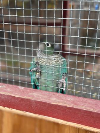 Green cheek conure pair 1