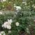 Iceberg Roses 12 thumbnail