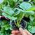 Healthy Everbearing Strawberry plants for sale in Aurora 1 thumbnail