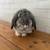 Pedigree holland lop doe rabbit / bunny 1 thumbnail