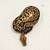 Ball python hatchlings 11 thumbnail