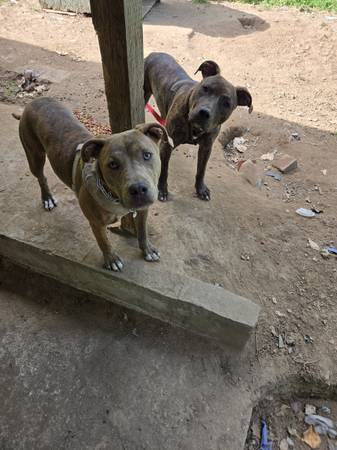 Pups 2 chicas (N. Renton)63942501443587122