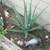 3 Aloe Vera Succulent Plants 32 inches Tall 2 thumbnail
