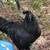 Ayam Cemani Laying Hens (laying now) 4 thumbnail