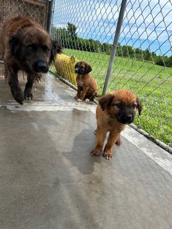 Great Pyrenees mountain cur63791686078081122