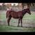 Registered AQHA Mare 4 thumbnail