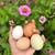 Chicken eggs by the dozen 1 thumbnail