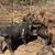 Kune Kune Piglets 2 thumbnail