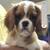 AKC Cavalier King Charles Spaniel puppies 4 thumbnail