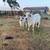 Brahman cow and calf pair 1 thumbnail