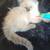 Exotic Himalayan kittens looking for loving homes 9 thumbnail