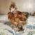 9-week-old Silkie Roosters 3 thumbnail