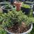 Dwarf Juniper 7 thumbnail