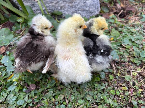 Silkie chicks 1