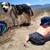 Australian Shepherd/Pitbull mix 6 thumbnail