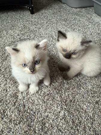 Ragdoll/Siamese kitten. 1