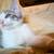 Female kitten 3 thumbnail