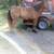 Gelding 7 thumbnail