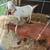 Goats male and female 4 thumbnail