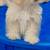 Maltese 1 thumbnail