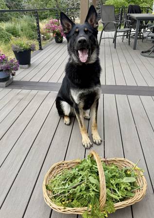 Rehoming 1.5 year old AKC German Shepherd (Bonney Lake)63853558068225121