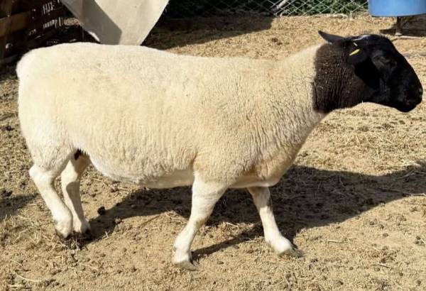 Experienced Dorper ewe ready for new home 1