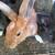 Rabbits- bunnies (New Zealand’s) 12 thumbnail