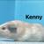 Guinea pigs need home asap 4 thumbnail