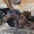 Doberman 2 thumbnail