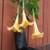Angel's Trumpet tree. Brugmansia . By Greengirl. 10 thumbnail