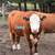 3 year old Hereford 1 thumbnail